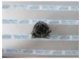 alternator skoda fabia 1.4 16v bbz