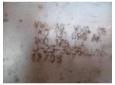 catalizator vw golf 5 2.0tdi bkd cod 1k0131690ak