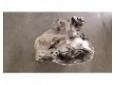 cutie de viteza manuala opel meriva 2003/05-2010/05