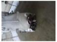 cutie de viteza mercedes e 320 cdi w211 r14012712601