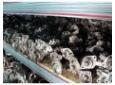 electromotor vw golf 5  1900tdi