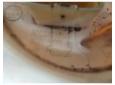 pompa combustibil ford galaxy 2.0tdci 6g91-9275-ad