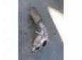 vand catalizator vw golf 5 1.6fsi