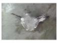 vindem 038145209a pompa tandem cu garantie seat alhambra 1.9tdi auy