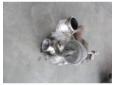 vindem turbosuflanta renault kangoo 1500dci