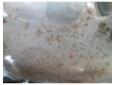 vindem volanta opel astra h 1.9cdti z19dt cod 124035110